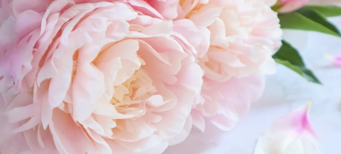 バラの花のイメージ